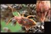 Stictopleurus (abutilon-pictus)